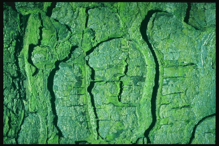 Relief textura zelené kůry