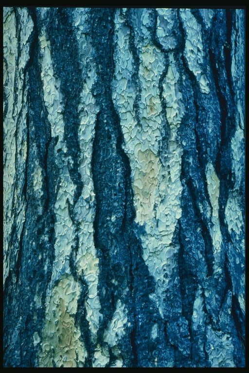 Beautiful tessut injam. Mediċini mill-qoxra tal-ballut
