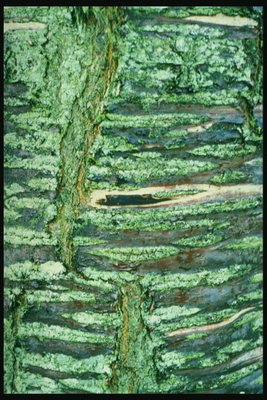 Текстура коры дерева, зеленый оттенок.