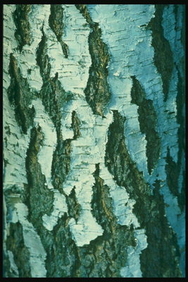 Текстура берёзы, текстура коры берёзового дерева