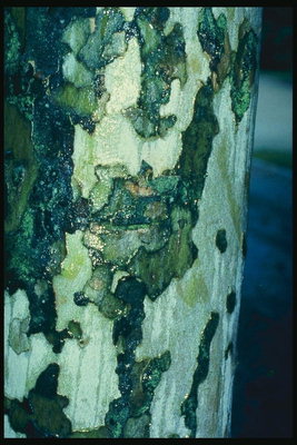 Le plus vieil arbre de tilleul dans le monde. Photo d\'écorce