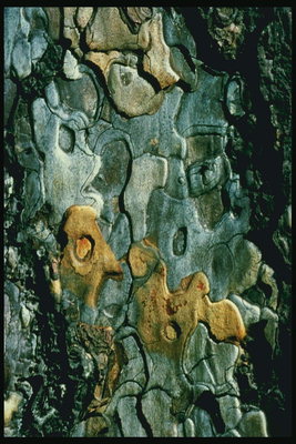참나무 나무 조각의 감촉