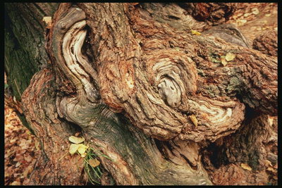 Текстура самого старого дерева в мире