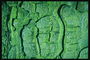 Рельефная текстура зелёной коры дерева