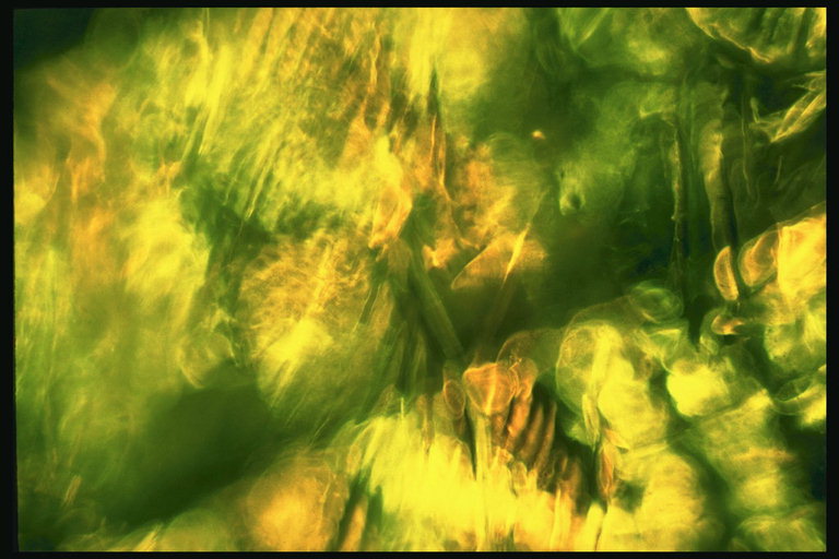 Текстура в жёлто-зелёных тонах
