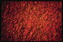 Красная текстура в форме поверхности Марса