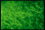 רינגטונים עם מבנה מופשט ירוק