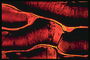 Текстура в форме артерий человека