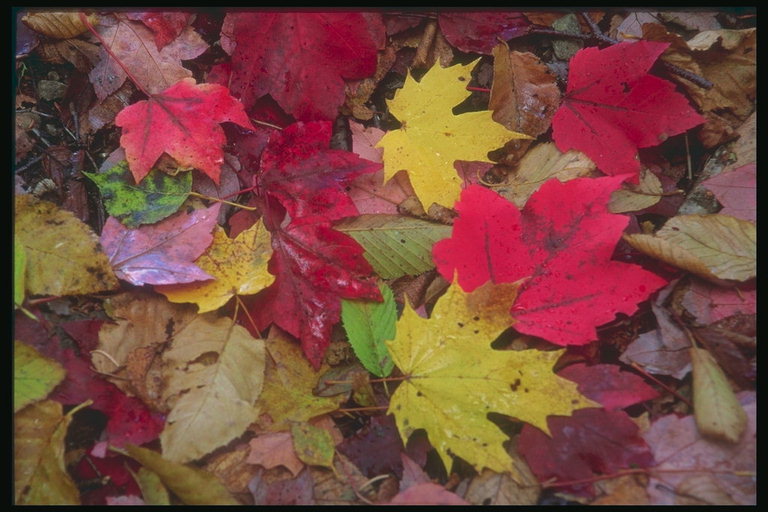 Яркие краски осеннего листья на земле