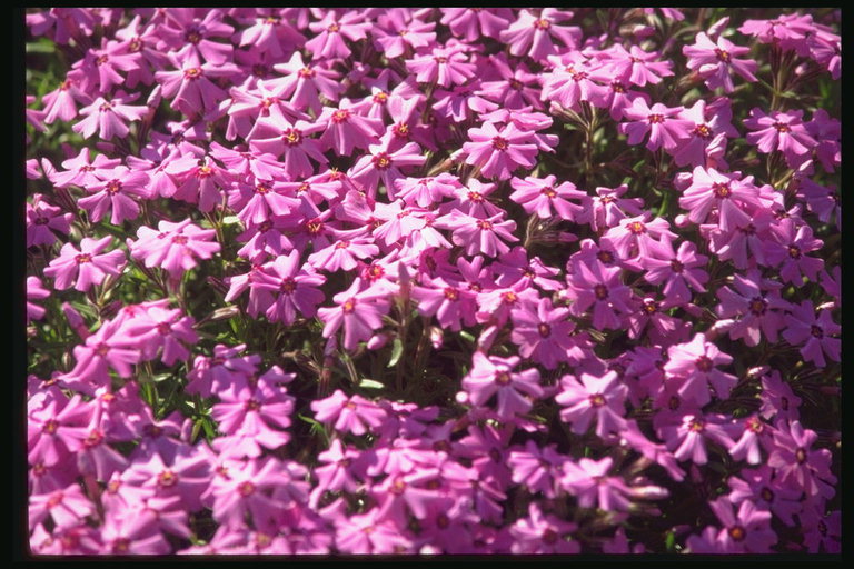 Мелкие цветы темно-розового цвета