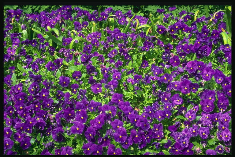 Темно-фиолетовые цветы и мелкие зеленые цветы