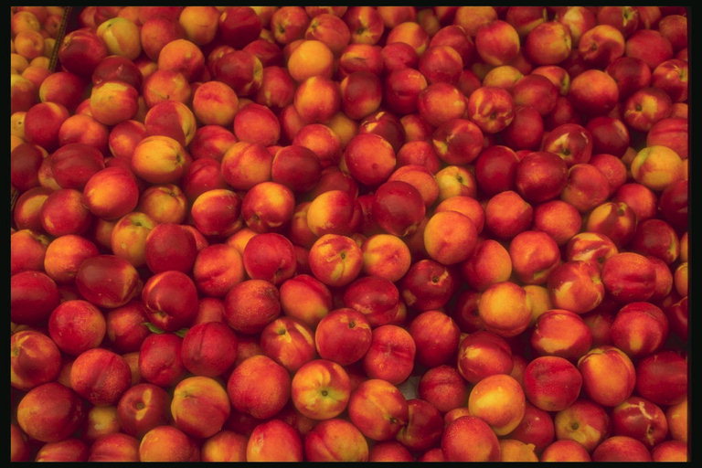 Спелые и ароматные плоды персика с красными боками