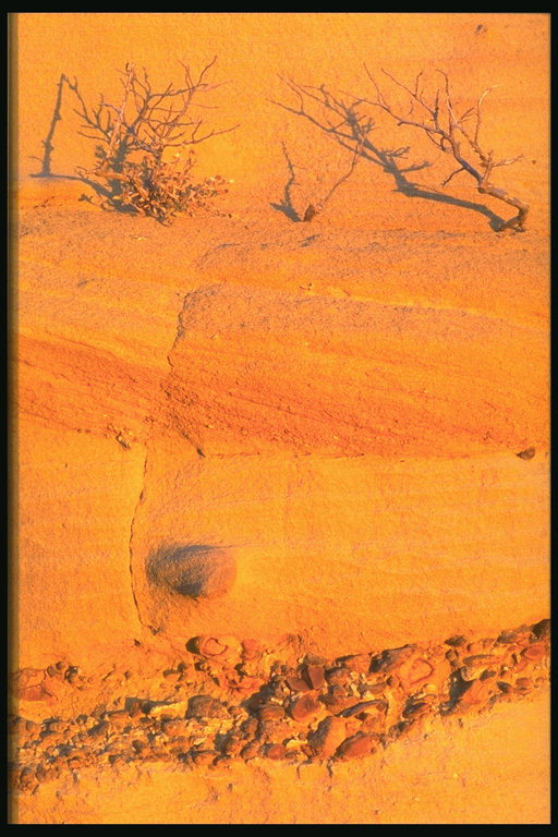 Сухие ветки на ярко-оранжевом фоне