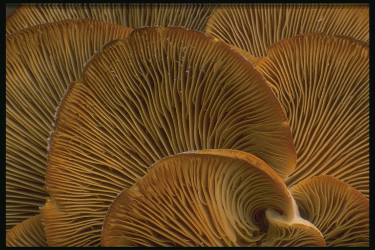 Пластинки грибов в виде веера