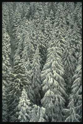 Ветви елей под тяжелым покрывалом снега