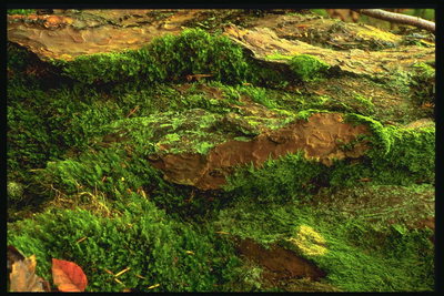 Красные листья на зеленом мху. Старое дерево