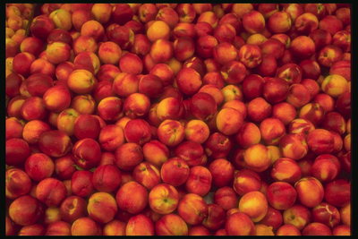 Спелые и ароматные плоды персика с красными боками