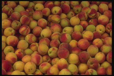 Плоды персика. Сочетание зеленого, желтого и красного на плодах