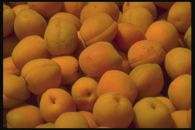 Солнце в плодах абрикос