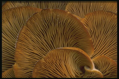 Пластинки грибов в виде веера