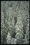 Ветви елей под тяжелым покрывалом снега