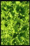 Листья салата волнистой формы