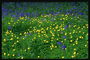 Желтые и фиолетовые полевые цветы