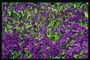 Темно-фиолетовые цветы и мелкие зеленые цветы