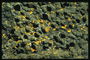 Лед, желтые лишайники среди каменной породы