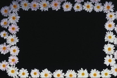 Рамка с цветов белой хризантемы