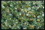 Зеленые морские камни