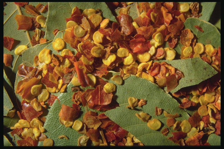 Желтые плоские зерна на зеленых листьях