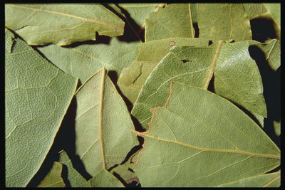 Сухие листья лаврового дерева