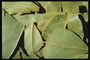 Сухие листья лаврового дерева