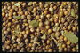 Светло-желтые семена в кожуре