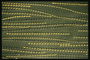 Желтые стежки на темно-зеленой кожанной ткани