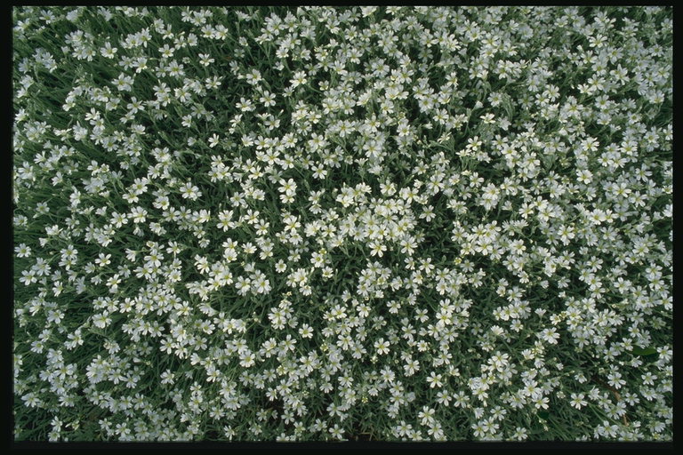 Мелкие белый цветы