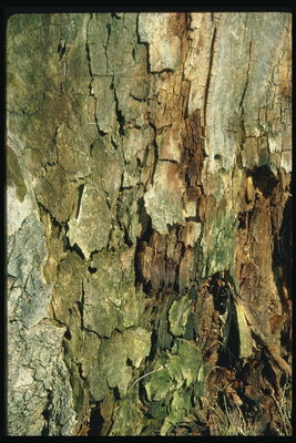 Кората на сухо дърво