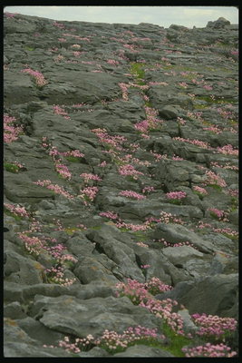 Розовые цветы растущие среди камней