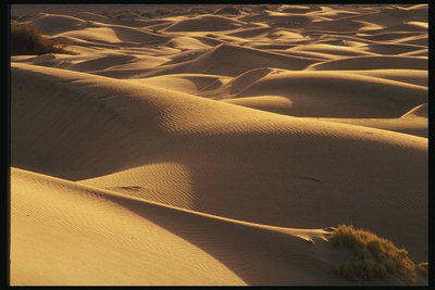Песчаные барханы пустыни