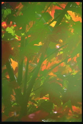 Свет в листьях