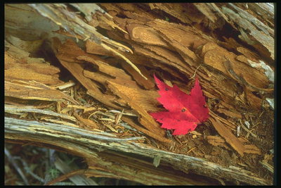 Трухлое дерево. Ярко-красный кленовый лист
