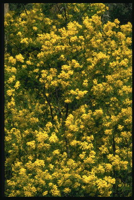 Ветви дерева в желтом цвету