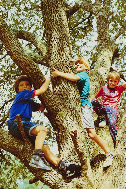 三个男孩爬上了一棵树