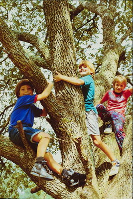 Tiga anak laki-laki naik pohon