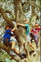 Tiga anak laki-laki naik pohon