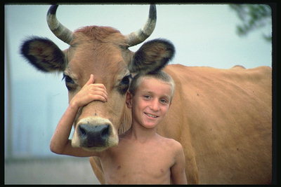 Дечак и крава
