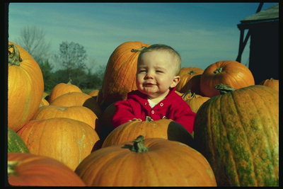 A child of ripe and big pumpkin