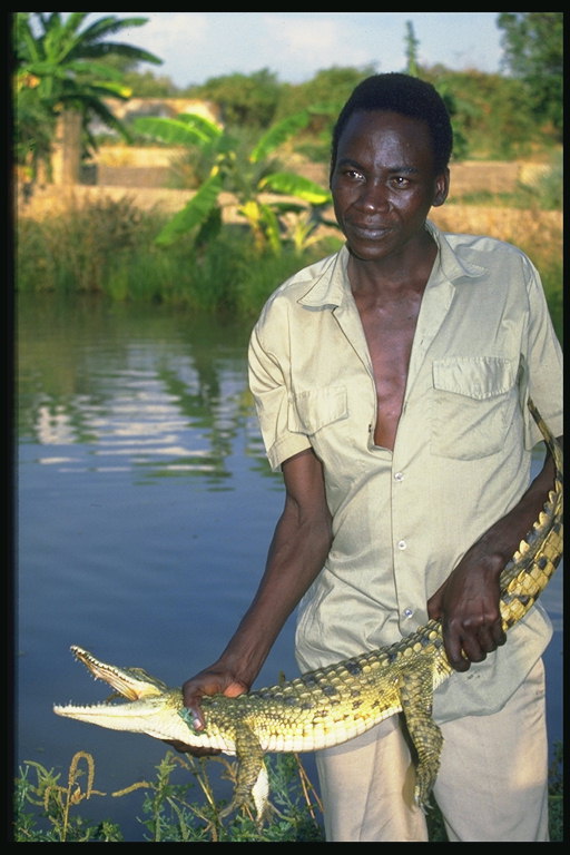 Fish. Crocodile in the hands of men