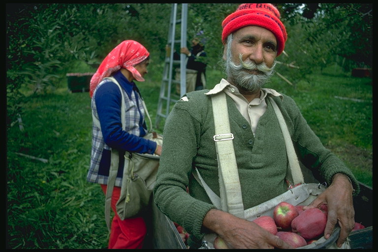 熟した果物を回収する。 リンゴを持つ男